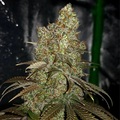 Vente: Inkognyto Genetics – Lone Star