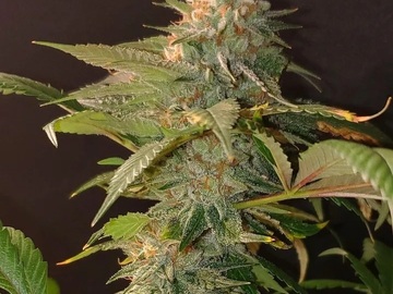 Venta: Inkognyto Genetics – WHITE BUBBLE