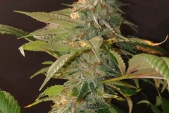 Vente: Inkognyto Genetics – WHITE BUBBLE