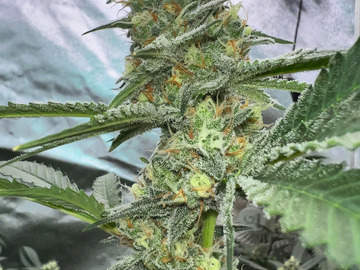 Vente: Inkognyto Genetics – SPACE MADDNESS