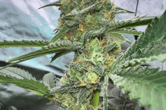 Vente: Inkognyto Genetics – SPACE MADDNESS