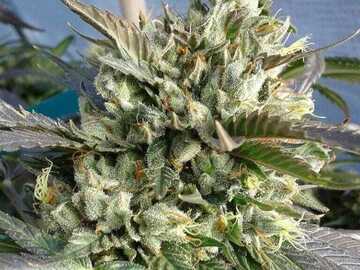 Venta: Inkognyto Genetics – OLD STINKER