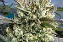 Vente: Inkognyto Genetics – OLD STINKER