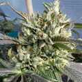 Vente: Inkognyto Genetics – OLD STINKER