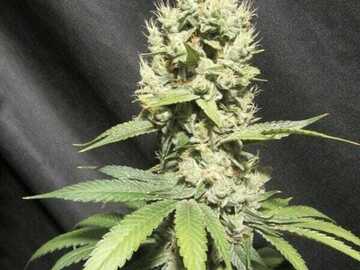 Vente: Inkognyto Genetics - KAMIMAZE