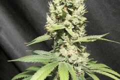 Vente: Inkognyto Genetics - KAMIMAZE