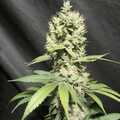 Vente: Inkognyto Genetics - KAMIMAZE