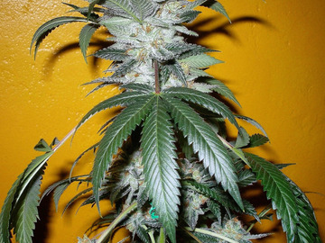 Venta: Inkognyto Genetics – BLACK HOLE