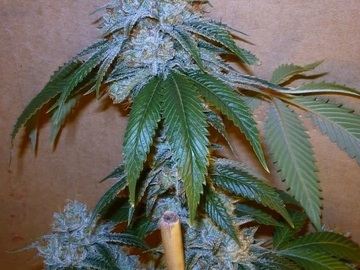 Vente: Inkognyto Genetics – BLUE GIANT