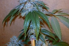 Sell: Inkognyto Genetics – BLUE GIANT