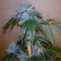 Vente: Inkognyto Genetics – BLUE GIANT