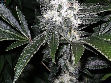 Sell: Inkognyto Genetics – LETHAL LARRY