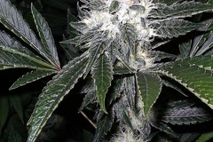 Vente: Inkognyto Genetics – LETHAL LARRY