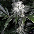 Vente: Inkognyto Genetics – LETHAL LARRY