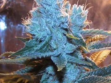 Vente: Inkognyto Genetics – LETHAL BANANA