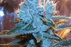 Vente: Inkognyto Genetics – LETHAL BANANA