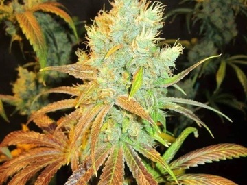 Vente: Inkognyto Genetics - BANANA PEEL