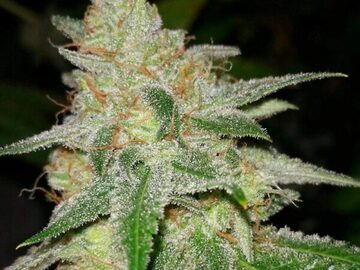 Vente: Inkognyto Genetics – MASS APPEAL