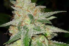 Vente: Inkognyto Genetics – MASS APPEAL