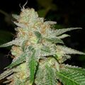 Vente: Inkognyto Genetics – MASS APPEAL