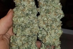 Sell: Inkognyto Genetics – MASS HAZE