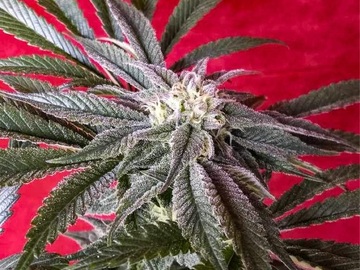 Venta: Inkognyto Genetics – THE MOTHERSHIP