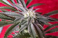 Vente: Inkognyto Genetics – THE MOTHERSHIP