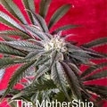 Sell: Inkognyto Genetics – THE MOTHERSHIP