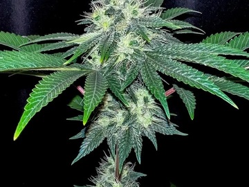 Venta: Inkognyto Genetics – KINGS CASTLE