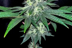 Vente: Inkognyto Genetics – KINGS CASTLE