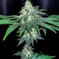 Vente: Inkognyto Genetics – KINGS CASTLE