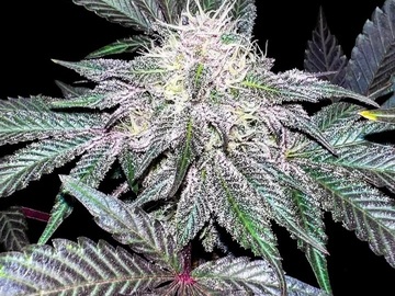 Vente: Inkognyto Genetics – GRAPEVINE