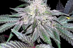 Vente: Inkognyto Genetics – GRAPEVINE