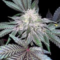 Vente: Inkognyto Genetics – GRAPEVINE