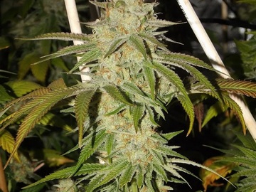 Venta: Inkognyto Genetics – TOP BANANA