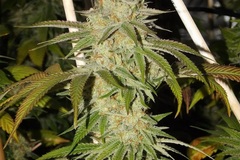 Vente: Inkognyto Genetics – TOP BANANA