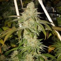 Vente: Inkognyto Genetics – TOP BANANA