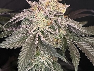 Vente: Inkognyto Genetics – DUNKIN