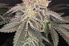 Vente: Inkognyto Genetics – DUNKIN