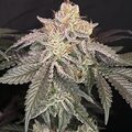 Vente: Inkognyto Genetics – DUNKIN