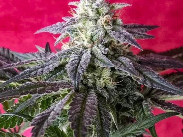 Vente: Inkognyto Genetics – DREAM TEAM