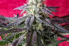 Vente: Inkognyto Genetics – DREAM TEAM