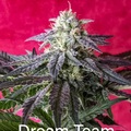 Vente: Inkognyto Genetics – DREAM TEAM