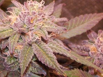 Venta: Inkognyto Genetics – FUNK N’ SKUNK