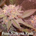 Vente: Inkognyto Genetics – FUNK N’ SKUNK