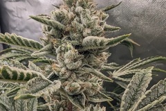 Vente: Inkognyto Genetics – CANDIED LEMONS