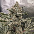 Vente: Inkognyto Genetics – CANDIED LEMONS