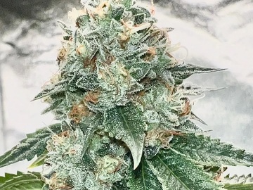 Vente: Inkognyto Genetics – ABUSIVE ANGEL