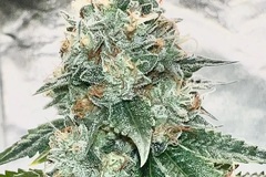 Vente: Inkognyto Genetics – ABUSIVE ANGEL