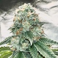 Vente: Inkognyto Genetics – ABUSIVE ANGEL